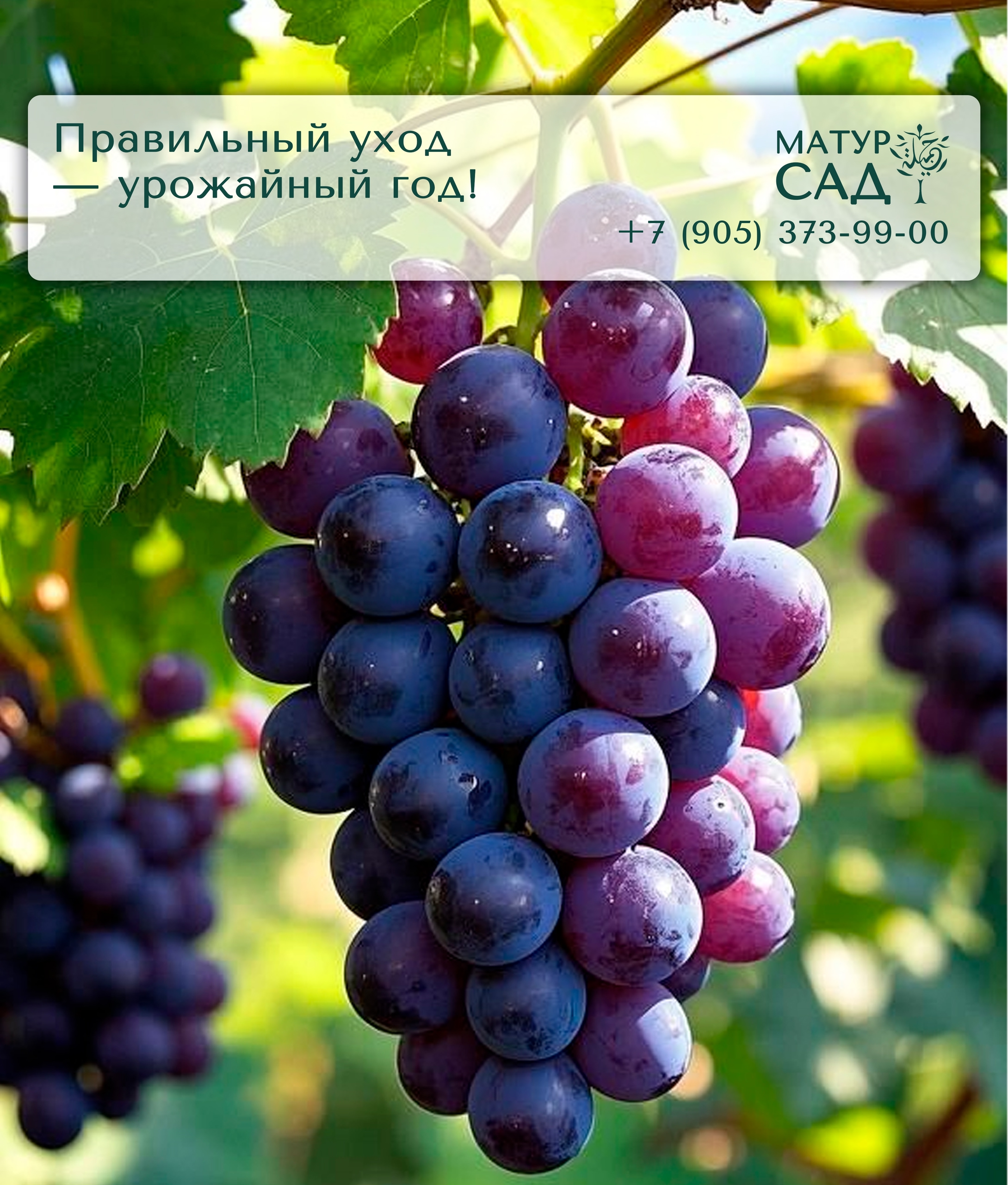 Уход за садом и огородом для богатого урожая — Матур Сад